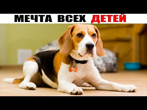 Бигль — порода собак о которой мечтают все дети, и вот почему!