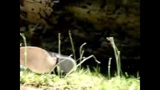 Bootvideo 192 - Green And Black Boots Come Off - Close-Up