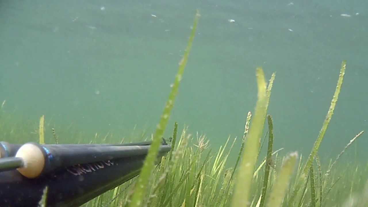 spigola all'aspetto con Seatec grotto 60