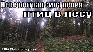 Невероятная сила пения птиц в лесу