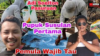 Fertilizing Shallots During The Growth Periodvegetative