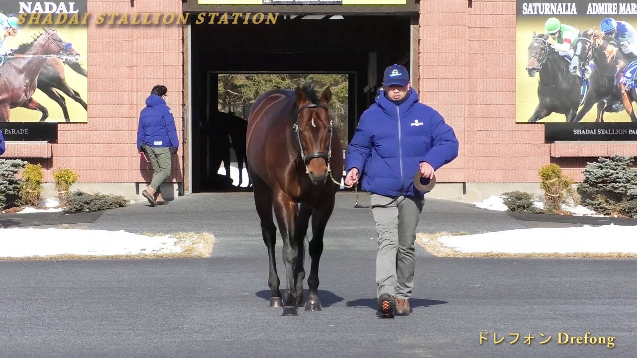 ドレフォン(Drefong) - 社台スタリオンパレード2021