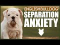 ENGLISH BULLDOG Separation Anxiety