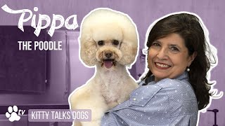 Grooming Pippa the Poodle | Kitty Talks Dogs - TRANSGROOM Kitty Talks Dogs Grooming Jack The Standard Poodle Transgroom