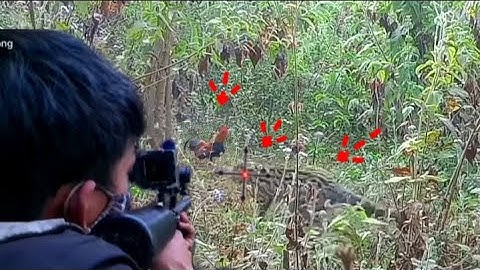 (TẬP 59). Jungle Chicken Trap Meets Wild Cat And The End. Bẫy Gà Rừng Gặp Mèo Rừng Và Cái Kết