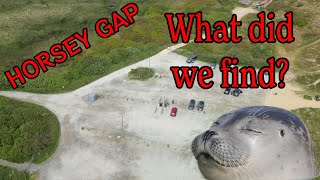 OMG incredible seal sightings at the beach GREAT YARMOUTH (Horsey Gap) MAY 2024