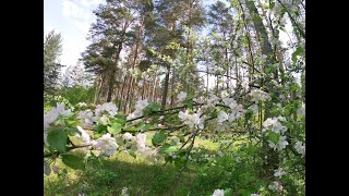 Релакс. Пение весенних  птиц и водоём. Десногорское водохранилище