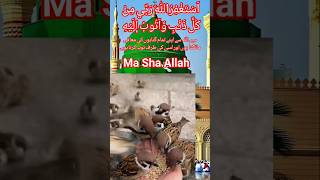 Ma Sha Allah  Beautiful Quran Reminder #quran #islamicshorts #trendingshorts #shortsfeed
