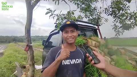 MAXXI TANI || DEMO PENANAMAN MENGGUNAKAN MESIN TANAM PADI MAXXI TRASNPLANTER PF48 DI KENDAL