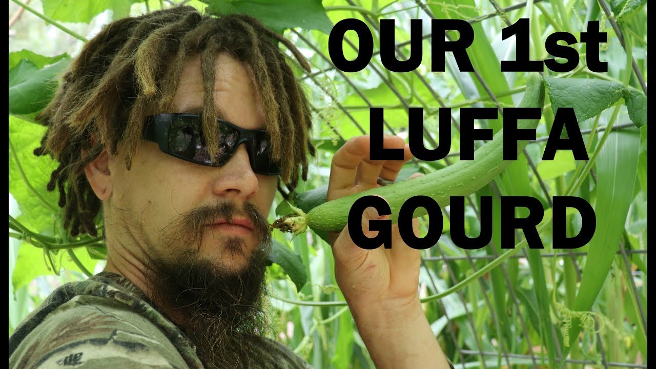video phone beyonce mp3 OUR FIRST LUFFA GOURD