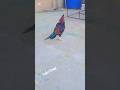tofani breed shoter patha masti ma #tofanibreed #aseelmurga #murga #rooster