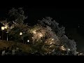 ハルカミライ / 春はあけぼの 弾き語り 夜桜