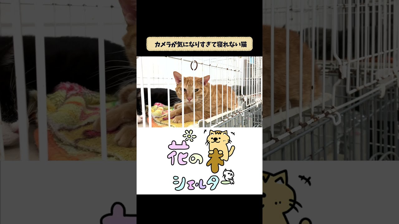 視線を感じると眠れなくなる茶トラ猫がかわいい Shorts Youtube