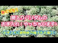 【多肉植物・ｾﾀﾞﾑ】斑入りパリダムを救出せよ！強いｾﾀﾞﾑ、ﾎﾞﾛﾎﾞﾛでも2週間後には…？！