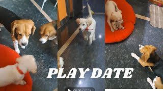 Beagle's Play date with a Puppy Retriever | Moon the Beagle by Moon the beagle 126 views 1 month ago 4 minutes, 10 seconds