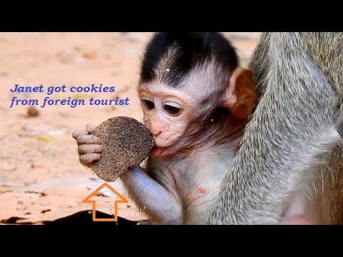 monkey young one Wow!!! Jannet getting cookies from tourist, but she doesn't share it to her mother Jane