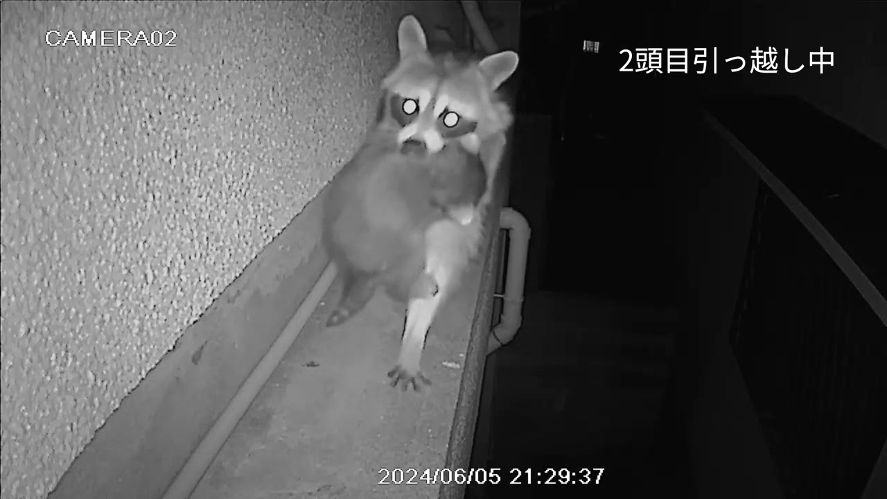 アライグマ親子の引っ越し動画 - YouTube