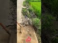 Clearing roadside mud for smooth traffic! 🚜🧹✨