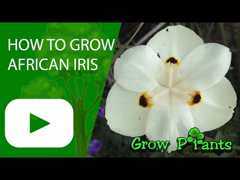 Video: Dietes Plant Information - How To Grow Dietes Irises