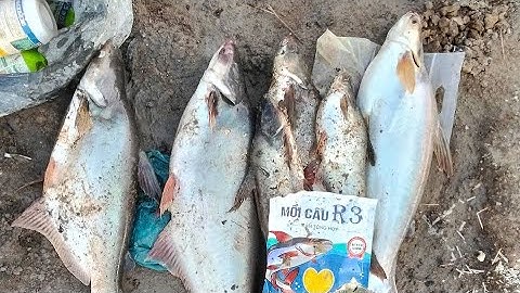 Câu cá tra sông tại kênh 79 Long An