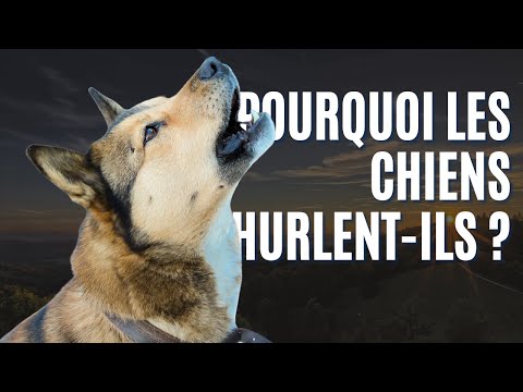 Vidéo: Pourquoi les chiens secouent-ils quand ils ne sont pas mouillés?