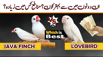 Java finch Vs Lovebird | 2024 best Bird | lovebird | java sparrow | budgies | cockatiel parrot