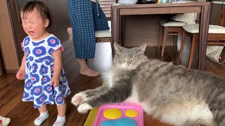 よく食べ、よく遊び、よく泣く娘に育てた猫　ノルウェージャン　A cat raised by a daughter who eats well, plays well, and cries a lot.