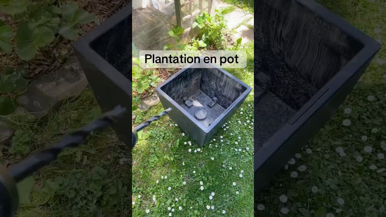 Plantation en pot #potager #jardin #naturelovers