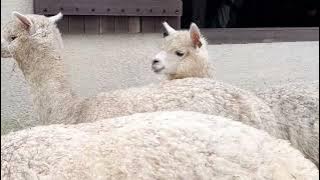 KUDA PONI DAN ALPACA HEWAN AMERIKA YANG HIDUP DI PULAU BALI