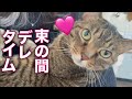 てんちゃんが少しの間だけデレてくれたので・・・?