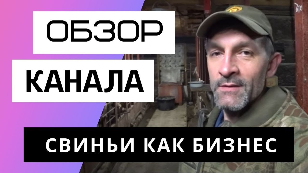 Канал свиньи как бизнес