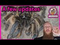 A few updates on the tarantulas water scorpion ants  and a few other bits