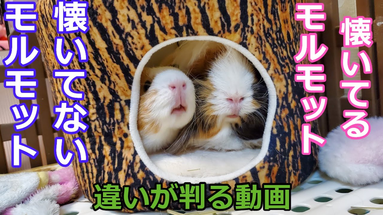 モルモット な つく