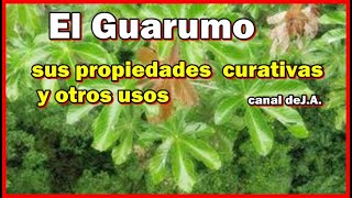 El Guarumo  sus propiedades  curativas y otros usos