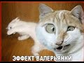 УЛЁТНОЕ ВИДЕО С КОТАМИ: ПРИКОЛЫ С КОТАМИ 2017 выпуск #1