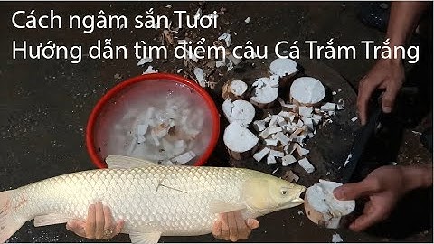 Cách Ngâm Sắn Tươi Câu Cá Trắm Trắng và Chia sẻ tìm điểm câu cá trắm trắng hiệu quả