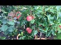 How to grow apple trees in containers