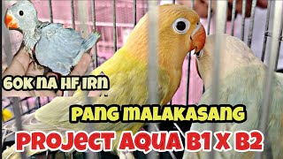 #Bocaue petmarket#pang malakasang project ni boss marvin#aqua B1 x b2#60k na hf I.ring neck 😱🤩👍 by jake ajusi 2,185 views 2 months ago 48 minutes