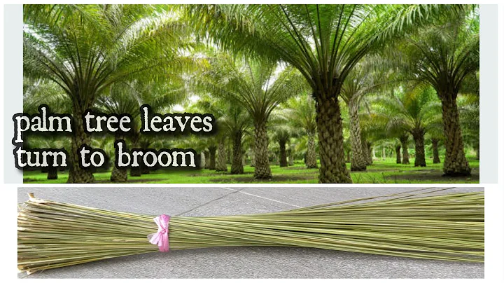 MADE BROOM FROM PALM TREE LEAVES @rrchannel6665