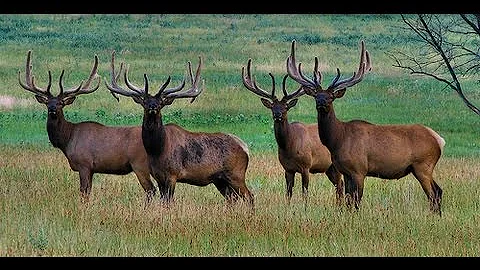 GIANT Velvet Bulls 400"+ B&C - MossBack