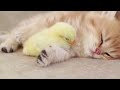 Sleeps with kitten