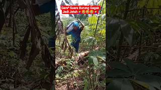 Download Lagu Gara² Suara burung Gagak Jadi Jatuh🤦♀️🤣 #shorts #funny #lucu #ngakak MP3 Download Lagu Gara² Suara burung Gagak Jadi Jatuh🤦♀️🤣 #shorts #funny #lucu #ngakak MP3
