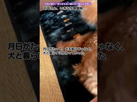 犬の強迫性障害(OCD)とは？症状・原因から治療法まで徹底解説