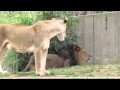 Lions ROAR at the National Zoo