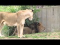 Lions ROAR at the National Zoo