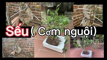 CHỐNG DỊCH 132, Trồng cây SẾU, ( CƠM NGUỘI),  làm cho cây ôm đá tương lai. nghệ thuật làm cây cảnh