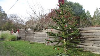 Monkey Puzzle Tree decorated for Christmas