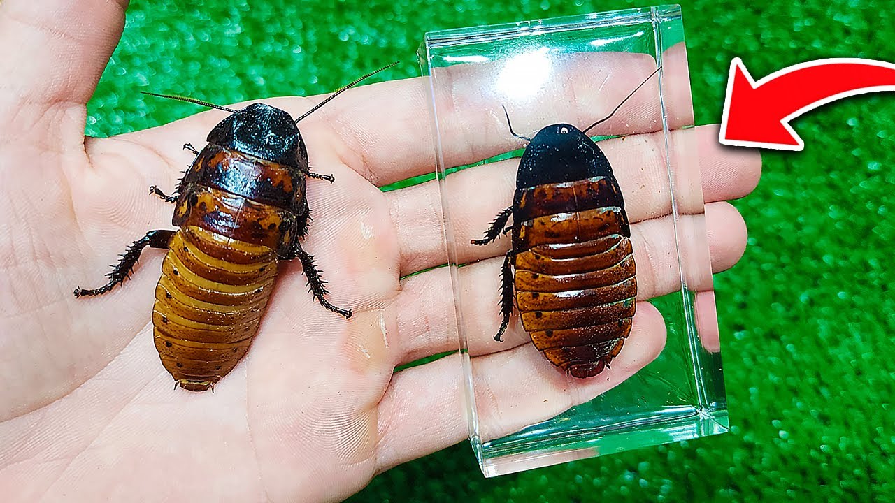 Assim se conserva INSETOS na RESINA!