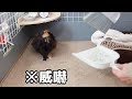 ほうきと戦い完全勝利するモルモット　Guinea Pig Fight