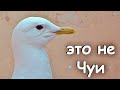 Спасли нелётную сизую чайку